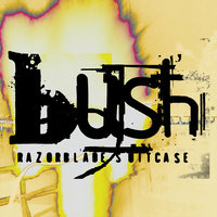 History - Bush