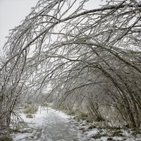 Evergreen - Ryan O'Shaughnessy