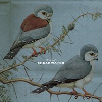 I Can't Wait - Shearwater