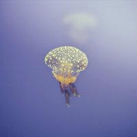 Levitating - Xenia Rubinos, Sammus, Olga Bell