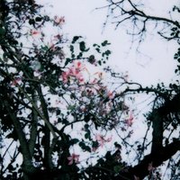 CoDA - Dead Poet Society