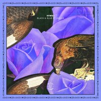 Black And Blue - HVWKS, Akacia