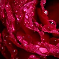 Melody of the Earth - Rain Recorders, Meditation Awareness, meditación musical