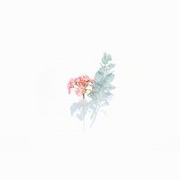 Reap - Write Home