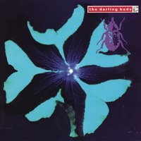 Fall - The Darling Buds