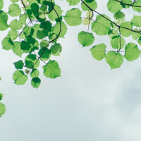 Keeping It Calm - Zen Meditate, Spa Relaxation, Meditative Music Guru