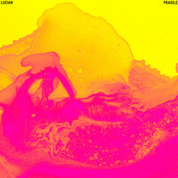 Fragile - Lucian, LYNN