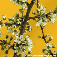 Need to Know - Tropic Gold