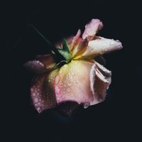 Lone - HM Surf