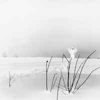 Fernfahrer - Timo Rautiainen & Trio Niskalaukaus