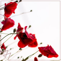 Symphony - Madilyn Bailey