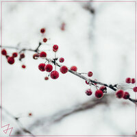 All I Want for Christmas Is You - Madilyn Bailey