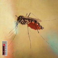 Gobi Blues - The Weeks