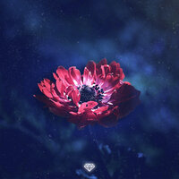 Cycle of Life - Zach Diamond