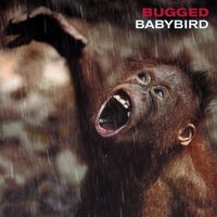 Till You Die - Babybird, Stephen Jones, Luke Scott