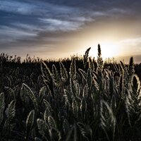 Gentle Sleep Music - Musica Para Dormir y Sonidos de la Naturaleza, Zen, Binaural Beats Brain Waves Isochronic Tones Brain Wave Entertainment