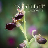 Xarıbülbül - Amina, PRoMete