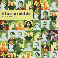 Blue Orchids