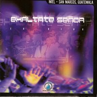Vino Celestial - Miel San Marcos