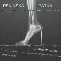 Pekinška Patka