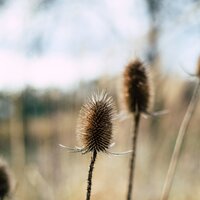 Interconnected - Pet Care Music Therapy, Study Music, Meditation
