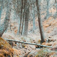 Interconnected - Relaxing Nature Music, Preschool Kids, Música de la Naturaleza