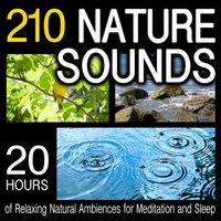 Dense Forest - Pro Sound Effects Library