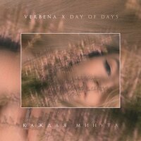 Verbena