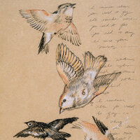 Like a Bird - Phillip LaRue