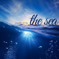 Dolphins & Whales 1 - Meditation Spa