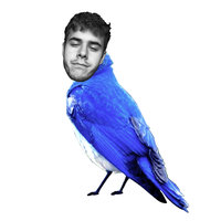 Flown Home - Blue Franklin