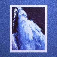 Diver - Plastic Flowers