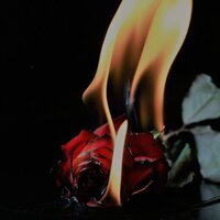 Hot - Hunter Rose