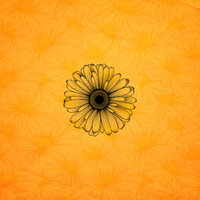 Daisy - Caz