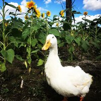 needs - Lei