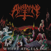 Under the Wings - Anatomy