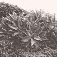 Curtains?! - Timber Timbre