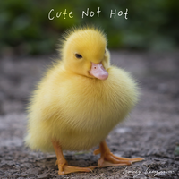 Cute Not Hot - Hovey Benjamin
