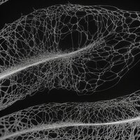 NORTH - The Kite String Tangle, Shadow Child