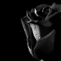 Tears - Lucy Rose
