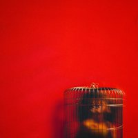 Dead or Alive - Eryn Allen Kane