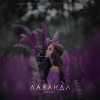 Лаванда - Шалих