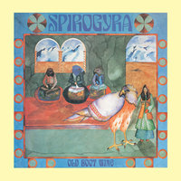 Spirogyra