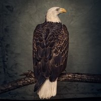 Spirit of '76 - Clutch