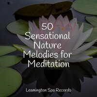 Calming Breeze - Forest Soundscapes, A Sudden Rainstorm, Ambient Forest