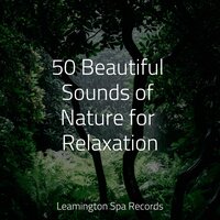 Heaven on the Keys - Natural Sample Makers, Easy Sleep Music, Sons da Natureza