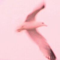 A Gold Thunder - Julia Holter