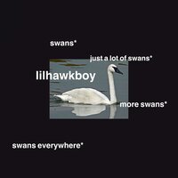 song i wrote - Lil Hawk Boy