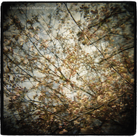 As A Ghost - Horse Feathers