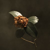 LivWithoutU - St. Paul & The Broken Bones